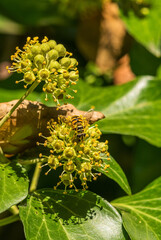 Bee collects nectar on the blossom of Hedera helix