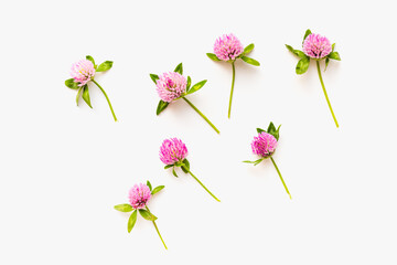 Blooming clover on a white background. Clover flowers. Medicinal plants. 