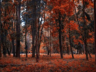 Magical foggy forest in the morning, colourful autumn woods, orange leaves on trees. Beautiful background.