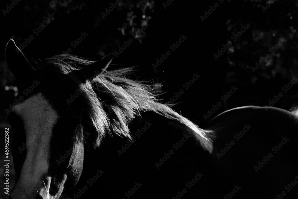 Wall mural Dark moody mare horse portrait closeup in black and white. - Wall murals