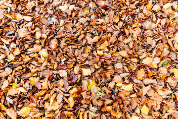 Autumn background image of colorufl leaves