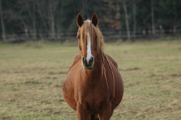 Fototapeta premium Pferdekopf