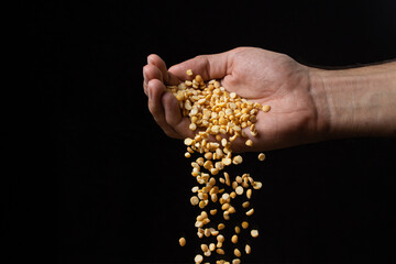 Pea groats on a black background. Peas are falling from hand on a dark background
