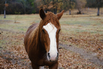 Sorrel mare horse in moody fall season weather.