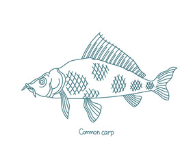 The common carp or European carp. Cyprinus carpio. Freshwater fish. Vector contour line. Open paths. Editable stroke.