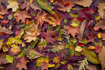 Autumn background from colorful leaves.