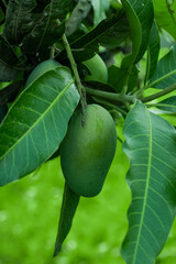 Two antioxidants that are beneficial for eye health are present in green raw mango