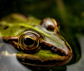 closeup of a green, gold and black frog