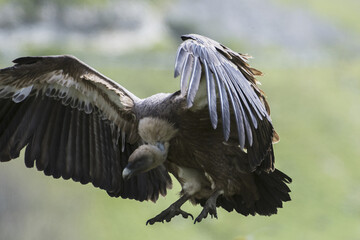 avvoltoio grifone