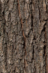 close up of bark of tree texture