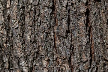 grey bark of tree texture
