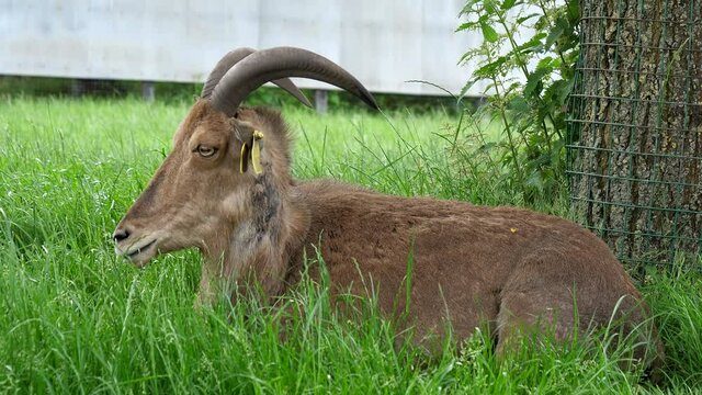North African Aoudad or Barbary sheep lying calmly on a green grass and resting.