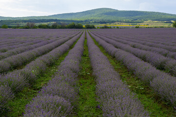 Fototapeta na wymiar levender field purple aromatic flowers near Nova Zagora, provence in Bulgaria
