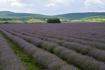 Fototapeta na wymiar levender field purple aromatic flowers near Nova Zagora, provence in Bulgaria