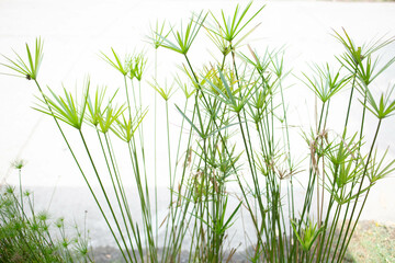 Obraz premium Green flower leaves on white background
