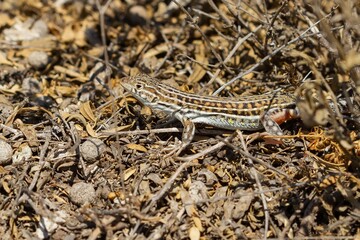Acanthodactylus erythrurus (Spiny-footed lizard), camouflaged male in Belchite, Zaragoza (Spain).