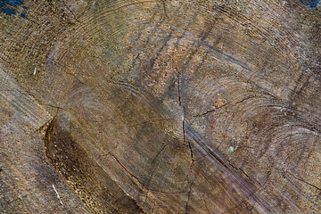 Fototapeta premium Background texture of cut tree log, wood grain ring pattern