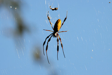 Sunlit Argiope aurantia Black and Yellow Garden Spider on web