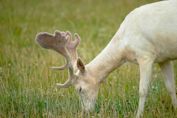 white deer eats grass