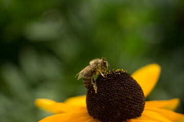 bee on a flower ring