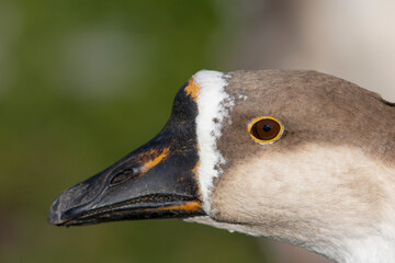 An Chinese goose derived from the swan goose (Anser cygnoides)