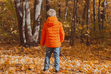 Little boy play with stick and fallen leaves in forest on autumn day. Fall season, childhood and outdoor games concept.