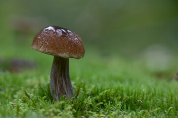 Funghi Porcini Fungi Mushrooms mushroom picking in the woods