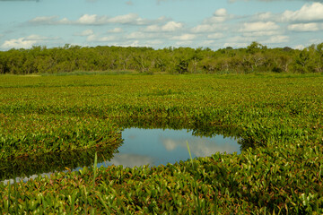 Fototapeta na wymiar Enchanting view of the wetlands. The lake covered by aquatic plants, Eichornia crassipes, also known as water hyacinths. The green vegetation and tropical forest in the background in a sunny day. 