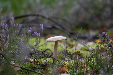 Beautiful closeup of forest mushrooms. Gathering mushrooms. Mushrooms photo, forest photo, forest background
