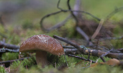 Funghi Porcini Fungi Mushrooms mushroom picking in the woods