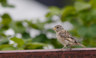 Juvenile house sparrow resting on the fence