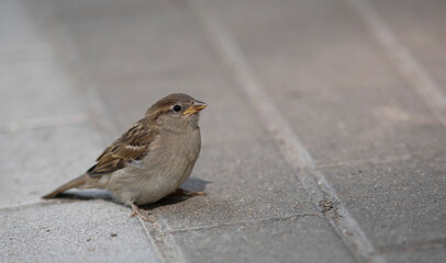 Juvenile house sparrow resting on the fence