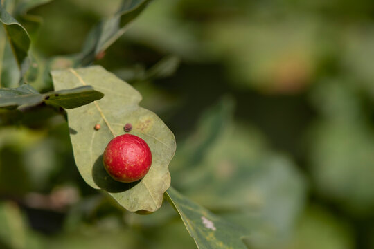 Cynips quercusfolii is a gall wasp species in the genus Cynips. Galls.