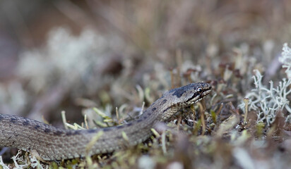 The smooth snake (Coronella austriaca)