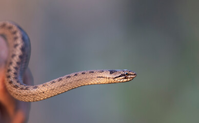 The smooth snake (Coronella austriaca)