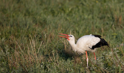 Birds - White Stork (Ciconia ciconia) in summer meadow with beautiful flowers, Lithuania - Europe