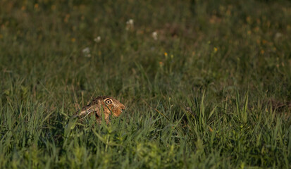 The European hare (Lepus europaeus), also known as the brown hare