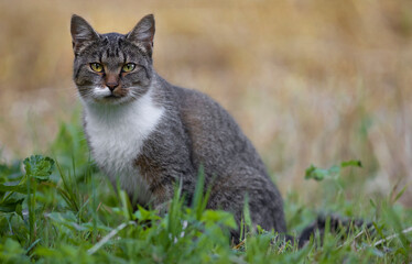 Domestic cat (Felis catus), portrait 