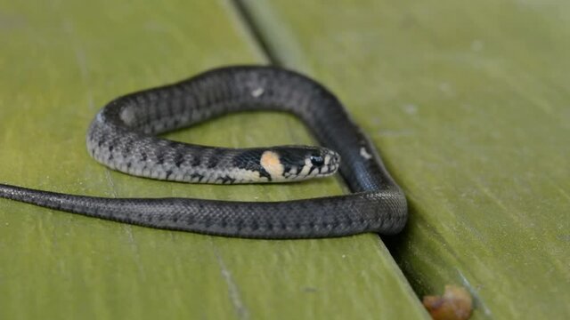 The baby grass snake (Natrix natrix) also known as ringed snake or water snake with traces of moulting  on the skin