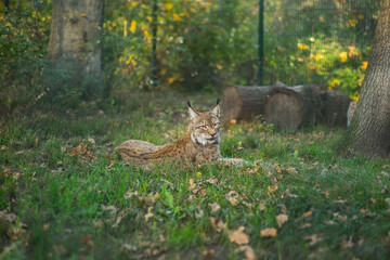 Luchs © Lars