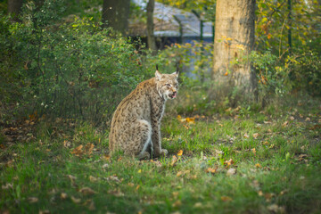 Luchs