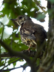 A mistle thrush, hidden amongst the leaves and branches of a tree, pauses to draw breath before...