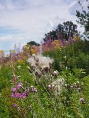 Stripes of purple and yellow wildflowers up a meadowed hill, under fluffy white clouds. A clump of thistledown stands in the foreground.