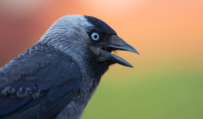 The western jackdaw (Coloeus monedula), also known as the Eurasian jackdaw, the European jackdaw, or simply the jackdaw