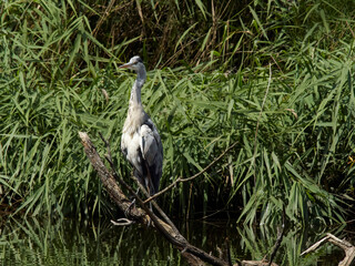 A grey heron perched on a partly submerged branch in a pond, with a background of lush, green reeds and rushes.