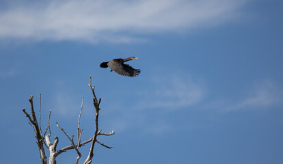 The great cormorant (Phalacrocorax carbo), known as the black shag, the great black cormorant, the black cormorant