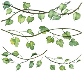 Collection of watercolor vine twigs with green leaves. Hand painted realistic plants isolated on white background. Botanical illustration set © Daria Doroshchuk