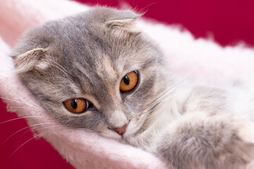 Scottish Fold cat lying on the back