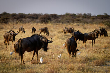 Fototapeta na wymiar Blue wildebeests and cattle egrets