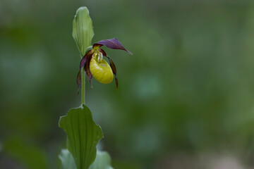 Cypripedium calceolus. A lady's-slipper orchid